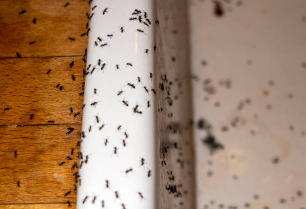 Best Wasp Removal Services  in South Boston, VA
